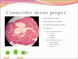 Connective tissue proper Wraps and cushions organs  Holds and conveys issue fluid Located under the epithelia of body Two subclasses Loose connective tissues Areolar Adipose reticular Dense connective tissues Dense regular Dense irregular Elastic Loose Dense 