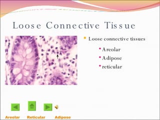 Loose Connective Tissue Loose connective tissues Areolar Adipose reticular Areolar   Reticular Adipose  