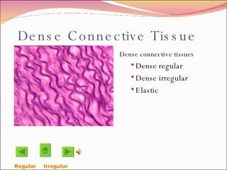 Dense Connective Tissue Dense connective tissues Dense regular Dense irregular Elastic Regular  Irregular  