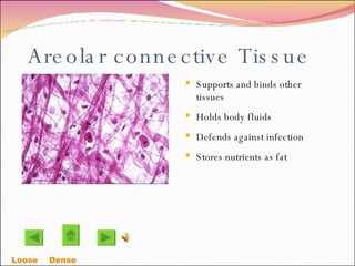 Areolar connective Tissue Supports and binds other tissues Holds body fluids Defends against infection Stores nutrients as fat Loose    Dense  