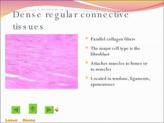 Dense regular connective tissues Parallel collagen fibers  The major cell type is the fibroblast Attaches muscles to bones or to muscles Located in tendons, ligaments, aponeuroses Loose    Dense  