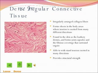 De nse Irre gular  Connective Tissue Irregularly arranged collagen fibers Forms sheets in the body areas where tension is exerted from many different directions Found in the skin as the leathery dermis, and forms joint capsules and the fibrous coverings that surround organs Able to with stand tension exerted in many directions  Provides structural strength Loose    Dense  