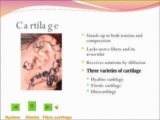 Cartilage  Stands up to both tension and compression  Lacks nerve fibers and its avascular Receives nutrients by diffusion Three varieties of cartilage  Hyaline cartilage Elastic cartilage fibrocartilage Hyaline Elastic Fibro cartilage 