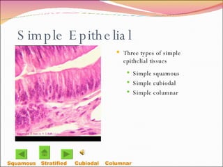 Simple Epithelial Three types of simple epithelial tissues Simple squamous  Simple cubiodal Simple columnar Squamous Cubiodal Stratified  Columnar  