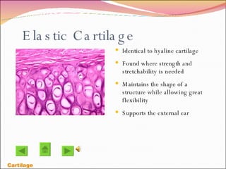 Elastic Cartilage Identical to hyaline cartilage Found where strength and stretchability is needed Maintains the shape of a structure while allowing great flexibility Supports the external ear Cartilage 