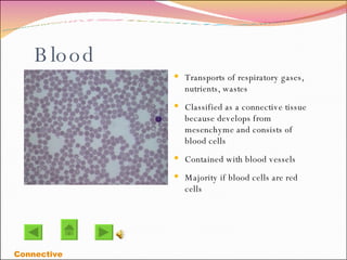 Blood Transports of respiratory gases, nutrients, wastes  Classified as a connective tissue because develops from mesenchyme and consists of blood cells Contained with blood vessels Majority if blood cells are red cells  Connective 