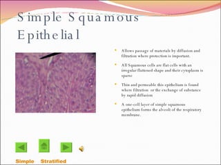 Simple Squamous  Epithelial Allows passage of materials by diffusion and filtration where protection is important. All Squamous cells are flat cells with an irregular flattened shape and their cytoplasm is sparse Thin and permeable this epithelium is found where filtration  or the exchange of substance by rapid diffusion A one-cell layer of simple squamous epithelium forms the alveoli of the respiratory membrane. Simple   Stratified  