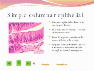 Simple columnar epithelial  Columnar epithelial cells occur in one or more layers Functions are absorption, secretion of mucus enzymes  Lines the digestive tract from the stomach through the rectum Displays cilia on their free surfaces, which moves substance or cells through an internal passageway. Simple   Stratified  