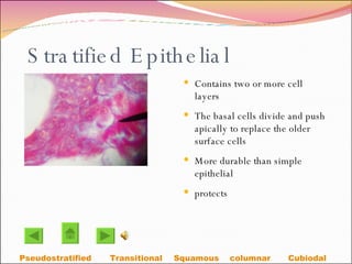 Stratified Epithelial Contains two or more cell layers The basal cells divide and push apically to replace the older surface cells  More durable than simple epithelial  protects Transitional Squamous Cubiodal  columnar Pseudostratified 