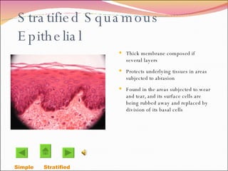 Stratified Squamous Epithelial  Thick membrane composed if several layers  Protects underlying tissues in areas subjected to abrasion Found in the areas subjected to wear and tear, and its surface cells are being rubbed away and replaced by division of its basal cells Simple  Stratified  
