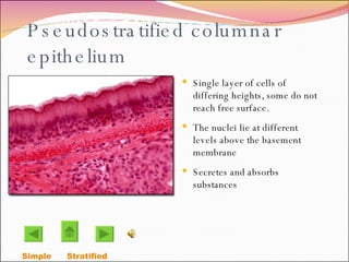 Pseudostratified columnar epithelium Single layer of cells of differing heights, some do not reach free surface.  The nuclei lie at different levels above the basement membrane  Secretes and absorbs substances Simple  Stratified  