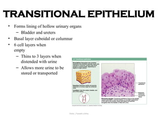 TISSUES AND MEMBRANES.power point presentation | PPTX
