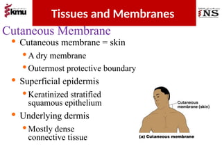 TISSUES AND MEMBRANES.power point presentation | PPTX