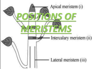 POSITIONS OF
MERISTEMS
 