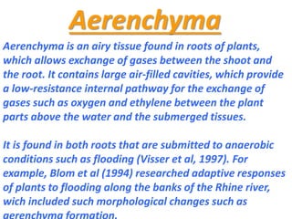 Aerenchyma
Aerenchyma is an airy tissue found in roots of plants,
which allows exchange of gases between the shoot and
the root. It contains large air-filled cavities, which provide
a low-resistance internal pathway for the exchange of
gases such as oxygen and ethylene between the plant
parts above the water and the submerged tissues.
It is found in both roots that are submitted to anaerobic
conditions such as flooding (Visser et al, 1997). For
example, Blom et al (1994) researched adaptive responses
of plants to flooding along the banks of the Rhine river,
wich included such morphological changes such as
 