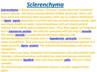 Sclerenchyma
Sclerenchyma is Greek word where "Sclrenes" means hard and "enchyma"
means infusion. This tissue consists of thick-walled, dead cells. These cells
have hard and extremely thick secondary walls due to uniform distribution
of lignin. Lignin deposition is so thick that the cell walls become strong, rigid
and impermeable to water. Sclerenchymatous cells are closely packed
without inter-cellular spaces between them. Thus, they appear as hexagonal
net in transverse section. The cells are cemented with the help of lamella.
The middle lamella is a wall that lies between adjacent cells.
Sclerenchymatous cells mainly occur in hypodermis, pericycle, secondary
xylem and phloem. They also occur in endocorp of almond and coconut. It is
made of pectin, lignin, protein. The cells of sclerenchymatous cells can be
classified as :
Fibres- Fibres are long, elongated sclerenchymatous cells with pointed ends.
Sclerides- Sclerenchymatous cells which are short and possess extremely
thick, lamellated, lignified walls with long singular piths. They are called
sclerides.
The main function of Sclerenchymatous tissues is to give support to the
plant.
 