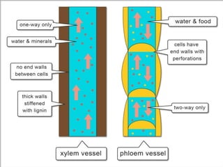 Tissues and types of plant tissues