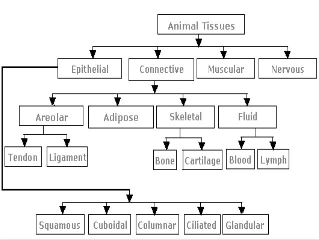 classification of animal tissues The use of animals in experimental research parallels the development of medicine animal tissues and organ systems is the property of its rightful owner. classification of animal tissues The use of animals in experimental research parallels the development of medicine animal tissues and organ systems is the property of its rightful owner.