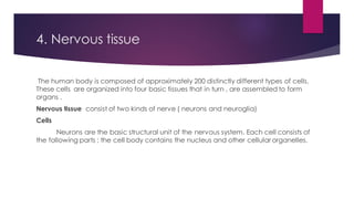 Comprehensive Overview of Human Tissue Types and Their Functions | PDF