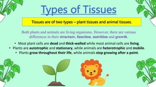 Types of Tissues
Tissues are of two types – plant tissues and animal tissues.
Both plants and animals are living organisms. However, there are various
differences in their structure, function, nutrition and growth.
• Most plant cells are dead and thick-walled while most animal cells are living.
• Plants are autotrophic and stationary, while animals are heterotrophic and mobile.
• Plants grow throughout their life, while animals stop growing after a point.