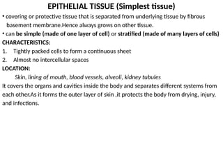 EPITHELIAL TISSUE (Simplest tissue)
• covering or protective tissue that is separated from underlying tissue by fibrous
basement membrane.Hence always grows on other tissue.
• can be simple (made of one layer of cell) or stratified (made of many layers of cells)
CHARACTERISTICS:
1. Tightly packed cells to form a continuous sheet
2. Almost no intercellular spaces
LOCATION:
Skin, lining of mouth, blood vessels, alveoli, kidney tubules
It covers the organs and cavities inside the body and separates different systems from
each other.As it forms the outer layer of skin ,it protects the body from drying, injury,
and infections.
 