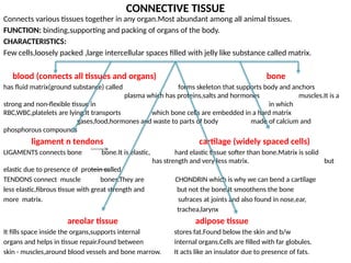 CONNECTIVE TISSUE
Connects various tissues together in any organ.Most abundant among all animal tissues.
FUNCTION: binding,supporting and packing of organs of the body.
CHARACTERISTICS:
Few cells,loosely packed ,large intercellular spaces filled with jelly like substance called matrix.
blood (connects all tissues and organs) bone
has fluid matrix(ground substance) called forms skeleton that supports body and anchors
plasma which has proteins,salts and hormones muscles.It is a
strong and non-flexible tissue in in which
RBC,WBC,platelets are lying.It transports which bone cells are embedded in a hard matrix
gases,food,hormones and waste to parts of body made of calcium and
phosphorous compounds
ligament n tendons cartilage (widely spaced cells)
LIGAMENTS connects bone bone.It is elastic, hard elastic tissue softer than bone.Matrix is solid
has strength and very less matrix. but
elastic due to presence of protein called
TENDONS connect muscle bones.They are CHONDRIN which is why we can bend a cartilage
less elastic,fibrous tissue with great strength and but not the bone.It smoothens the bone
more matrix. sufraces at joints and also found in nose,ear,
trachea,larynx
areolar tissue adipose tissue
It fills space inside the organs,supports internal stores fat.Found below the skin and b/w
organs and helps in tissue repair.Found between internal organs.Cells are filled with far globules.
skin - muscles,around blood vessels and bone marrow. It acts like an insulator due to presence of fats.
 