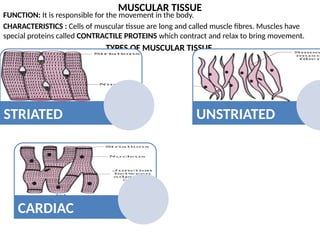 MUSCULAR TISSUE
FUNCTION: It is responsible for the movement in the body.
CHARACTERISTICS : Cells of muscular tissue are long and called muscle fibres. Muscles have
special proteins called CONTRACTILE PROTEINS which contract and relax to bring movement.
TYPES OF MUSCULAR TISSUE
STRIATED UNSTRIATED
CARDIAC
 