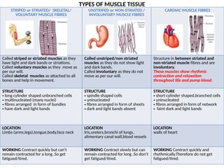 TYPES OF MUSCLE TISSUE
STRIPED or STRIATED/ SKELETAL/
VOLUNTARY MUSCLE FIBRES
UNSTRIPED or NON-STRIATED /
INVOLUNTARY MUSCLE FIBRES
CARDIAC MUSCLE FIBRES
Called striped or striated muscles as they
have light and dark bands or striations.
Called voluntary muscles as they move as
per our will.
Called skeletal muscles as attached to all
bones and help in movement.
Called unstriped/non striated
muscles as they do not show light
and dark bands.
Called involuntary as they do not
move as per our will.
Structure in between striated and
non-striated muscle fibres and are
involuntary.
These muscles show rhythmic
contraction and relaxation
throughout life and pump blood.
STRUCTURE
• long cylinder shaped unbranched cells
• multinucleated (many nuclei)
• fibres arranged in form of bundles
• have dark and light bands
STRUCTURE
• spindle shaped cells
• uninucleated
• fibres arranged in form of sheets
• dark and light bands absent
STRUCTURE
• short cylinder shaped,branched cells
• uninucleated
• fibres arranged in form of network
• faint dark and light bands
LOCATION
Limbs (arms,legs),tongue,body,face neck
LOCATION
Iris,ureters,bronchi of lungs,
alimentary canal wall,blood vessels
LOCATION
walls of heart
WORKING Contract quickly but can't
remain contracted for a long .So get
fatigued/tired.
WORKING Contract slowly but can
remain contracted for long .So don’t
get fatigued/tired.
WORKING Contract quickly and
rhythmically.Therefore do not get
fatigued/tired.
 