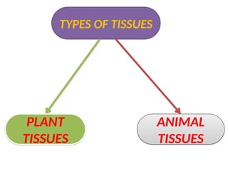 TYPES OF TISSUES
PLANT
TISSUES
ANIMAL
TISSUES
 