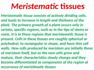 Meristematic tissue consists of actively dividing cells,
and leads to increase in length and thickness of the
plant. The primary growth of a plant occurs only in
certain, specific regions, such as in the tips of stems or
roots. It is in these regions that meristematic tissue is
present. Cells in these tissues are roughly spherical or
polyhedral, to rectangular in shape, and have thin cell
walls. New cells produced by meristem are initially those
of meristem itself, but as the new cells grow and
mature, their characteristics slowly change and they
become differentiated as components of the region of
occurrence of meristimatic tissues
Meristematic tissues
 