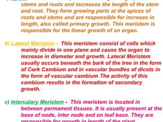stems and roots and increases the length of the stem
and root. They form growing parts at the apices of
roots and stems and are responsible for increase in
length, also called primary growth. This meristem is
responsible for the linear growth of an organ.
b) Lateral Meristem - This meristem consist of cells which
mainly divide in one plane and cause the organ to
increase in diameter and growth. Lateral Meristem
usually occurs beneath the bark of the tree in the form
of Cork Cambium and in vascular bundles of dicots in
the form of vascular cambium. The activity of this
cambium results in the formation of secondary
growth.
c) Intercalary Meristem - This meristem is located in
between permanent tissues. It is usually present at the
base of node, inter node and on leaf base. They are
stems and roots and increases the length of the stem
and root. They form growing parts at the apices of
roots and stems and are responsible for increase in
length, also called primary growth. This meristem is
responsible for the linear growth of an organ.
b) Lateral Meristem - This meristem consist of cells which
mainly divide in one plane and cause the organ to
increase in diameter and growth. Lateral Meristem
usually occurs beneath the bark of the tree in the form
of Cork Cambium and in vascular bundles of dicots in
the form of vascular cambium The activity of this
cambium results in the formation of secondary
growth.
c) Intercalary Meristem - This meristem is located in
between permanent tissues. It is usually present at the
base of node, inter node and on leaf base. They are
 