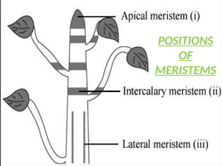 POSITIONS
OF
MERISTEMS
 