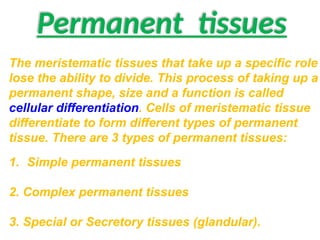 Permanent tissues
The meristematic tissues that take up a specific role
lose the ability to divide. This process of taking up a
permanent shape, size and a function is called
cellular differentiation. Cells of meristematic tissue
differentiate to form different types of permanent
tissue. There are 3 types of permanent tissues:
1. Simple permanent tissues
2. Complex permanent tissues
3. Special or Secretory tissues (glandular).
 