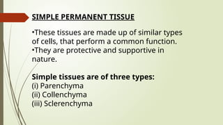 SIMPLE PERMANENT TISSUE
•These tissues are made up of similar types
of cells, that perform a common function.
•They are protective and supportive in
nature.
Simple tissues are of three types:
(i) Parenchyma
(ii) Collenchyma
(iii) Sclerenchyma
 