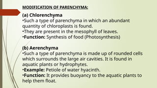 MODIFICATION OF PARENCHYMA:
(a) Chlorenchyma
•Such a type of parenchyma in which an abundant
quantity of chloroplasts is found.
•They are present in the mesophyll of leaves.
•Function: Synthesis of food (Photosynthesis)
(b) Aerenchyma
•Such a type of parenchyma is made up of rounded cells
which surrounds the large air cavities. It is found in
aquatic plants or hydrophytes.
•Example: Petiole of water hyacinth.
•Function: It provides buoyancy to the aquatic plants to
help them float.
 