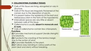 2. COLLENCHYMA (FLEXIBLE TISSUE)
 Cells of this tissue are living, elongated or vary in
structure.
 Cells of this tissue are irregularly thickened at the
corners due to the deposition of pectin.
 It is present below the epidermis of the leaf and
herbaceous stem in the form of the hypodermis.
 Intercellular spaces are very little or absent
between cells of this tissue.
 Collenchyma is usually absent in monocots and
in roots.
 Cells of collenchyma contain few chloroplasts.
Functions
(i) It provides mechanical support (tensile strength)
and elasticity.
(ii) It protects the cracking of the lamina margin
due to the action of wind.
(iii) It provides flexibility to the plant.
(iv) It allows easy bending in various parts of the
plant (leaf and stem) without breaking.
 
