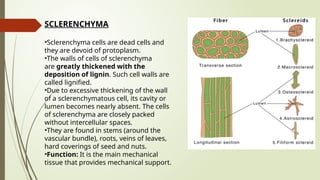 SCLERENCHYMA
•Sclerenchyma cells are dead cells and
they are devoid of protoplasm.
•The walls of cells of sclerenchyma
are greatly thickened with the
deposition of lignin. Such cell walls are
called lignified.
•Due to excessive thickening of the wall
of a sclerenchymatous cell, its cavity or
lumen becomes nearly absent. The cells
of sclerenchyma are closely packed
without intercellular spaces.
•They are found in stems (around the
vascular bundle), roots, veins of leaves,
hard coverings of seed and nuts.
•Function: It is the main mechanical
tissue that provides mechanical support.
 