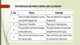 DIFFERENCES BETWEEN FIBRES AND SCLEREIDS
 