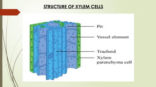 STRUCTURE OF XYLEM CELLS
 