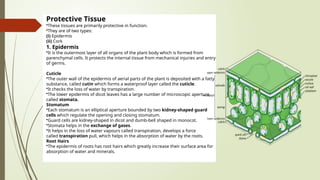 Protective Tissue
•These tissues are primarily protective in function.
•They are of two types:
(i) Epidermis
(ii) Cork
1. Epidermis
•It is the outermost layer of all organs of the plant body which is formed from
parenchymal cells. It protects the internal tissue from mechanical injuries and entry
of germs.
Cuticle
•The outer wall of the epidermis of aerial parts of the plant is deposited with a fatty
substance, called cutin which forms a waterproof layer called the cuticle.
•It checks the loss of water by transpiration.
•The lower epidermis of dicot leaves has a large number of microscopic aperture
called stomata.
Stomatum
•Each stomatum is an elliptical aperture bounded by two kidney-shaped guard
cells which regulate the opening and closing stomatum.
•Guard cells are kidney-shaped in dicot and dumb-bell shaped in monocot.
•Stomata helps in the exchange of gases.
•It helps in the loss of water vapours called transpiration, develops a force
called transpiration pull, which helps in the absorption of water by the roots.
Root Hairs
•The epidermis of roots has root hairs which greatly increase their surface area for
absorption of water and minerals.
 