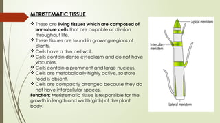 MERISTEMATIC TISSUE
 These are living tissues which are composed of
immature cells that are capable of division
throughout life.
 These tissues are found in growing regions of
plants.
 Cells have a thin cell wall.
 Cells contain dense cytoplasm and do not have
vacuoles.
 Cells contain a prominent and large nucleus.
 Cells are metabolically highly active, so store
food is absent.
 Cells are compactly arranged because they do
not have intercellular spaces.
Function: Meristematic tissue is responsible for the
growth in length and width(girth) of the plant
body.
 