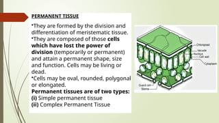 PERMANENT TISSUE
•They are formed by the division and
differentiation of meristematic tissue.
•They are composed of those cells
which have lost the power of
division (temporarily or permanent)
and attain a permanent shape, size
and function. Cells may be living or
dead.
•Cells may be oval, rounded, polygonal
or elongated.
Permanent tissues are of two types:
(i) Simple permanent tissue
(ii) Complex Permanent Tissue
 