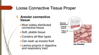 Loose Connective Tissue Proper
1. Areolar connective
tissue
• Most widely distributed
connective tissue
• Soft, pliable tissue
• Contains all fiber types
• Can soak up excess fluid
• Lamina propria in digestive
and respiratory tract
 