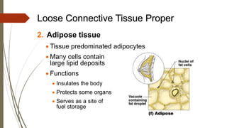 Loose Connective Tissue Proper
2. Adipose tissue
• Tissue predominated adipocytes
• Many cells contain
large lipid deposits
• Functions
• Insulates the body
• Protects some organs
• Serves as a site of
fuel storage
 