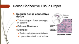 Dense Connective Tissue Proper
1. Regular dense connective
tissue
• Thick collagen fibres arranged
in parallel
• Cells are fibroblasts
• Examples
• Tendon – attach muscle to bone
• Ligaments – attach bone to bone
 