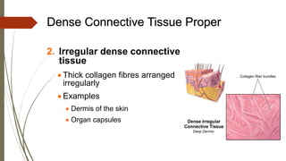 Dense Connective Tissue Proper
2. Irregular dense connective
tissue
• Thick collagen fibres arranged
irregularly
• Examples
• Dermis of the skin
• Organ capsules
 