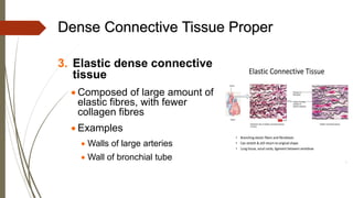 Dense Connective Tissue Proper
3. Elastic dense connective
tissue
• Composed of large amount of
elastic fibres, with fewer
collagen fibres
• Examples
• Walls of large arteries
• Wall of bronchial tube
 