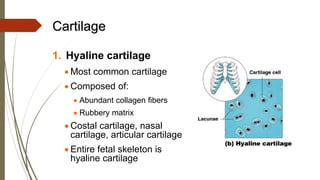 Cartilage
1. Hyaline cartilage
• Most common cartilage
• Composed of:
• Abundant collagen fibers
• Rubbery matrix
• Costal cartilage, nasal
cartilage, articular cartilage
• Entire fetal skeleton is
hyaline cartilage
 