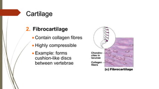 Cartilage
2. Fibrocartilage
• Contain collagen fibres
• Highly compressible
• Example: forms
cushion-like discs
between vertebrae
 