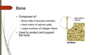 Bone
• Composed of:
• Bone cells in lacunae (cavities)
• Hard matrix of calcium salts
• Large numbers of collagen fibers
• Used to protect and support
the body
 